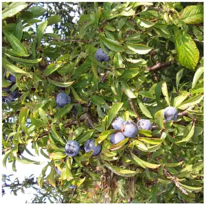 25 Blackthorn Hedging 2-3ft, Prunus Spinosa, Native Flowering Sloe Berry Hedge 3FATPIGS