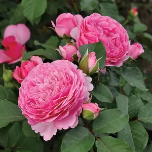 Harkness Roses - Rose Platinum Jubilee in a 3L or 4L Pot