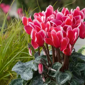 12 x Cyclamen Mixed Garden Ready Plants - Alpine Violet UK Hardy Flowering Perennials - Ideal for Beds, Containers or Borders