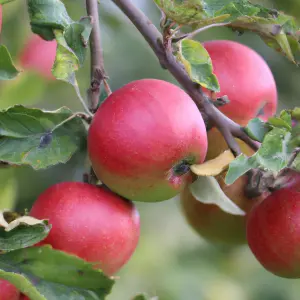 Lincolnshire Fruits Red Windsor - (sweet lillibet) Potted Apple 7 Litre Tree