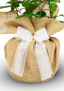 Crystal Wedding Rose Bush Gift Wrapped - 15th Anniversary Plant