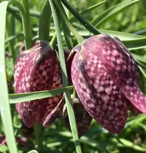 BS Snake's Head Fritillary Bulbs (Fritillaria meleagris) (25 Bulbs)