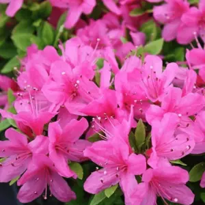 Azalea Pink - Evergreen Shrub, Exquisite Pink Blooms (20-40cm Height Including Pot)