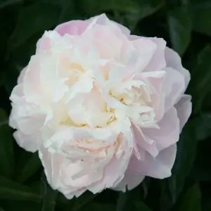 Shirley Temple Peony Perennials Flowering Plants Paeonia Lactiflora 4L Pot