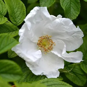 Alba Rosa Rugosa Hedging Plant 25 x Bare Root Plants 40cm - 60cm