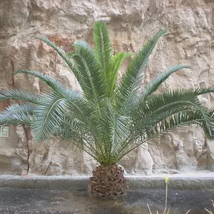 Hardy Phoenix Palm Tree 60-80cm Tall in a 15cm Pot