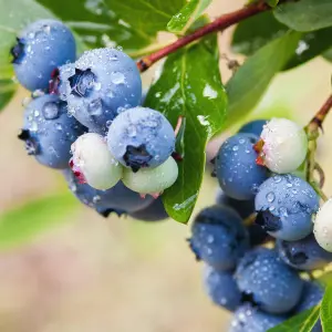 Blueberry Bush 'Patriot' Plant in 1.5L Pot - Heavy Cropping Vaccinium - Tasty Fruit