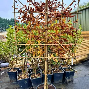 Hornbeam Pleached Tree with Staking Kit - 80cm Stem and 12cm Girth