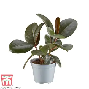 Ficus elastica Robusta - Indian Rubber Houseplant x 1 (12cm Pot)