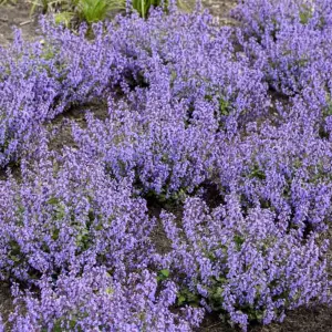 Nepeta Cats Pajamas Garden Plant - Blue-Purple Blooms, Compact Size, Hardy (15-30cm Height Including Pot)