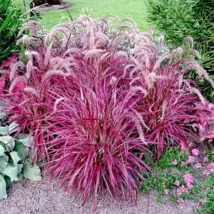 Pennisetum Fire-works 9cm Potted Plant x 1