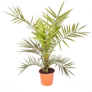 Hardy Phoenix Palm Tree 60-80cm Tall in a 15cm Pot