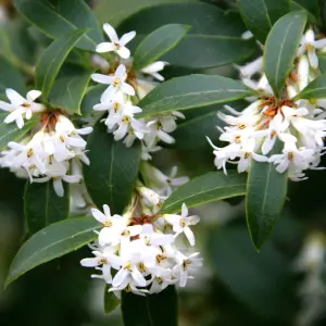 Osmanthus Delavayi Garden Shrub - Fragrant White Flowers, Compact Size (10-30cm Height Including Pot)