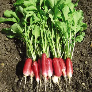 Radish Flamboyant 3 1 Seed Packet