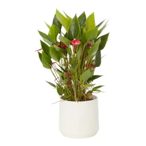 Verve Flamingo flower in White Ceramic Decorative pot 13cm