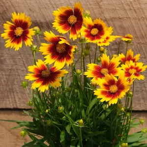 Coreopsis UpTick Gold and Bronze - Striking Gold and Bronze Blooms, Compact, Sun (30-40cm Height Including Pot)