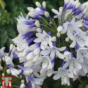 Agapanthus Twister 9cm Potted Plant x 1