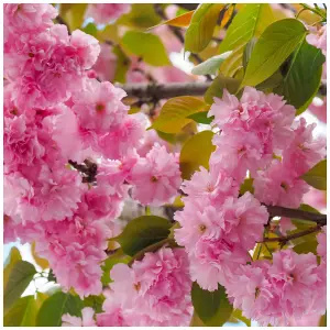 Japanese Flowering Cherry /  Prunus 'Kanzan' 4-5ft Tall , Large Double Deep Pink Flowers 3FATPIGS