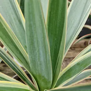 1 x Yucca gloriosa 'Variegata' in 9cm Pot - Amazing Two Tone Foliage