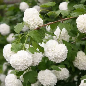 Roseum Snowball Tree Outdoor Shrub Plant Viburnum Opulus 2L Pot