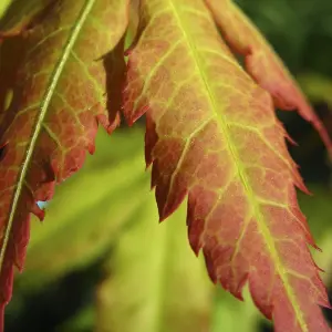 Acer Katsura - Beautiful Japanese Maple Tree for Breathtaking UK Gardens - Outdoor Plant (30-40cm Height Including Pot)