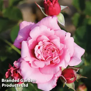 Rose (Rosa) (Hybrid Tea) Home Florist Timeless Pink 1 Bare root