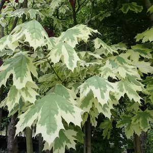 Acer Drummondii Tree - Variegated Foliage, Compact Size, Hardy (5-6ft)