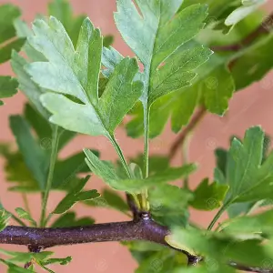 Crataegus Monogyna 'Hawthorn' Bare Root Hedge Hedging Tree Plants (1-2ft, 25 Plants)