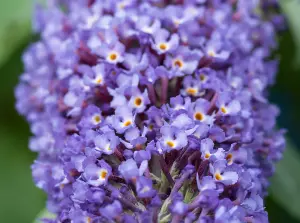 Buddleia Davidii 'Nanho Blue' in 9cm Pot Buddleja Butterfly Bush