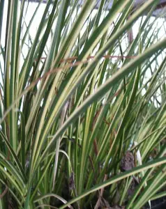 Lincolnshire Pond Plants Ltd Marginal Plants - Pond Plants (Acorus Gramineus Variegatus)  - 3x 1 Litre Plants