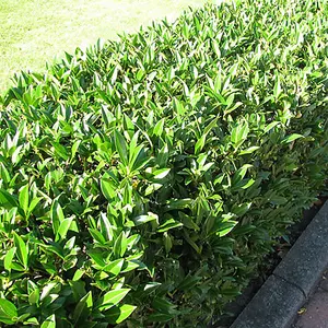 Prunus Rotundifolia - Evergreen Cherry Laurel Hedging Plants, Hardy Shrubs (20-40cm, 75 Plants)