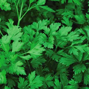 Parsley Plain Leaved (Sheeps) 2 1 Seed Packet (1000 Seeds)