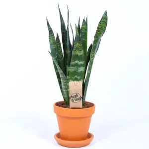 Sansevieria Black Coral - Indoor House Plant for Home Office, Kitchen, Living Room - Potted Houseplant (30-40cm)