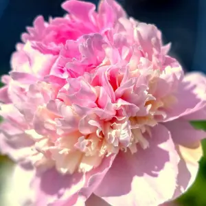 Angel Cheeks Peony Perennials Flowering Plants Paeonia Lactiflora 4L Pot