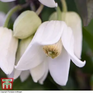 Clematis Winter Beauty 1 x Potted Plant + Trellis Tower Patio Pot (Black/Gold) - Winter Flowering - Ideal For Patios