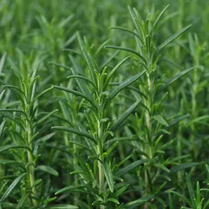 Large Lavender and Rosemary Herb Plants - In 14cm Pots - Ready to Plant