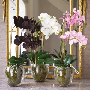 Bloom Artificial Black Double Phalaenopsis Orchid Flower in Vase - Faux Fake Realistic Floral Home Decoration - H60cm x W30cm