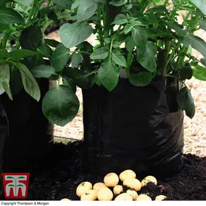 Potato Grow Bags - Black/Grey - 5 Bags