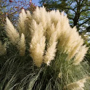 Cortaderia Green Goblin - Pampas Grass, Lovely Golden Flower Spikes, Blue-Green Foliage (15-30cm Height Including Pot)