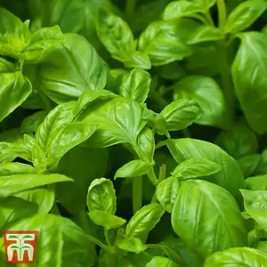 Herb Basil Devotion 1 Seed Packet (100 Seeds)