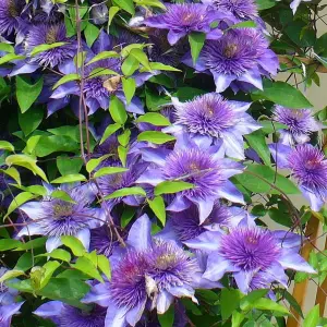 Clematis Multiblue - Multi-Toned Purple Blooms, Climbing Vine, Morning Sun (20-30cm Height Including Pot)