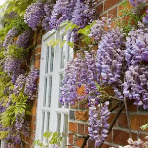 Scented Wisteria Sinensis - 9cm Potted Plant x 2 - Loved by Pollinators - Climbing Plant