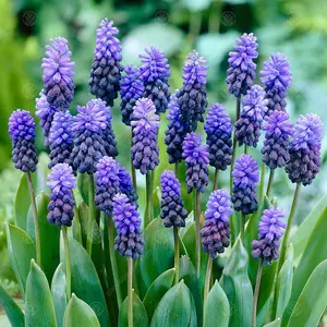 Muscari Latifolium Flowering Bulbs (25 Pack)