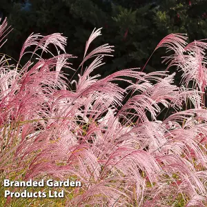 Pink Pampas Grass - Cortaderia selloana Rosea 9cm Potted Plant x 3