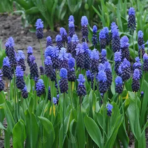 Muscari Latifolium Flowering Bulbs (250 Pack)