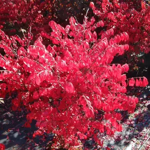 Euonymus alatus Little Moses 9cm Potted Plant x 3