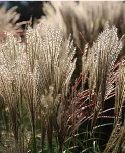 Bold and Beautiful Grasses Collection - set of 3 grasses supplied in 9cm pots