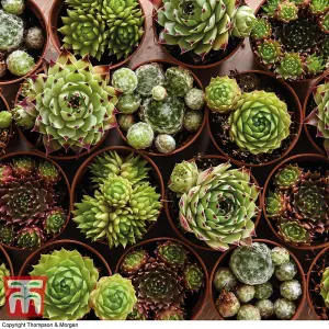 Mixed Succulent Houseplants - 5 Potted Plants