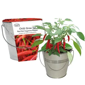 Pronto Seed Cayenne Chilli Pepper Growing Kit with Bucket Planter & Chilli Seeds - Gardening Gifts for Women & Men