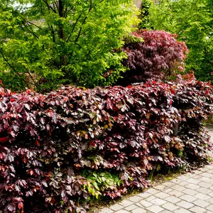 20 Copper Purple Beech 3-4ft Tall Hedging Trees, Stunning all Year Colour 90-120cm 3FATPIGS